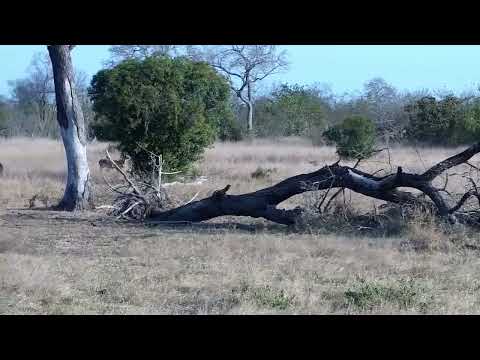 Djuma: Impalas and Wildebeest bull - 16:15 - 08/26/2022