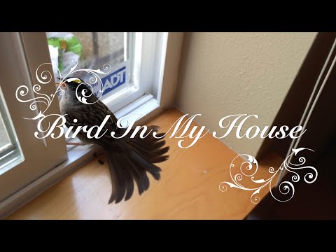 Bird In My House: A Wild Bird flew into my house!  Watch how I get him out. By Maile Sundquist.