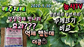 배추재배, 성장조절제 빈나리 한번 친 배추밭과 두번 친 배추밭 효과 비교 [농사TV]