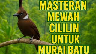 Download lagu MASTERAN CILILIN GACOR – Suara Jernih Untuk Murai Batu, Cucak Ijo, Kacer mp3