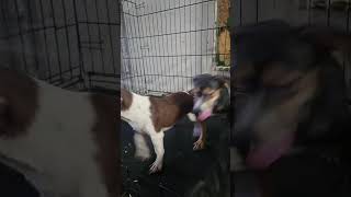 Video preview image #1 Cairn Terrier-Unknown Mix Puppy For Sale in Virginia Beach, VA, USA