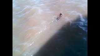 preview picture of video 'cachorinho nadando na barra do ribeiro'