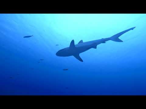 Reef Hooking in Blue Corner, Palau