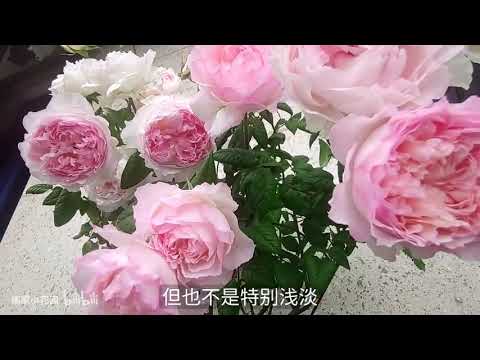 我心中仙女系列月季第一名——佩尔朱克 的优缺点介绍