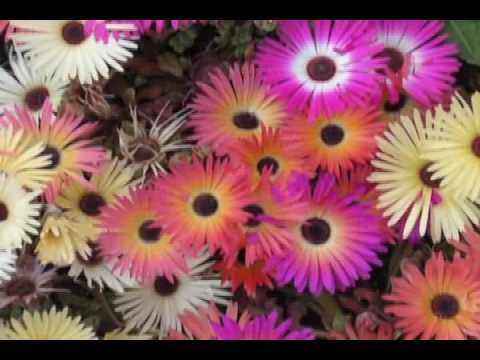 Estão Voltando As Flores video