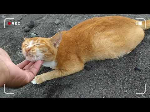 A pregnant and hungry feral cat is dumped by the beach.