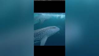 preview picture of video 'DISCOVERY WHALE SHARK TALISAYAN & ENJOY THE PRISTINE BEACH OF KANIUNGAN IS. BIDUK' BERAU KALTIM'