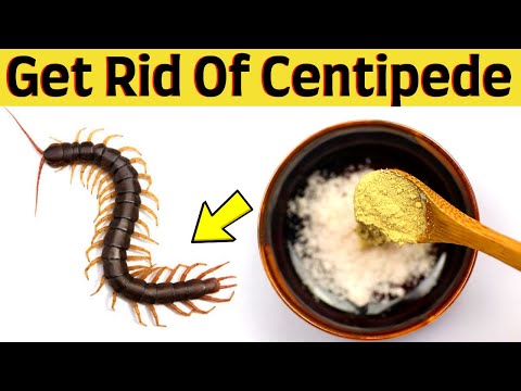 How to get rid of centipede away in drains plants naturally in your house