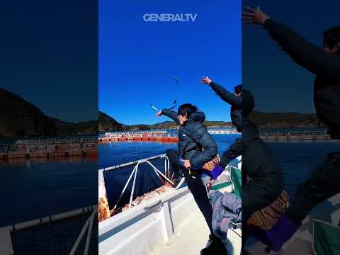 O canhão que alimenta o atum 🐟
