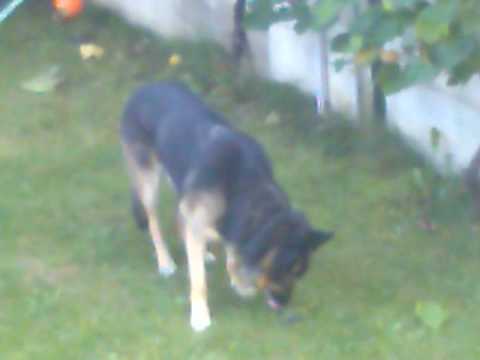 Il cane che mi mangia l'uva