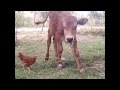 дружба и любовь теленка и цыпленка 