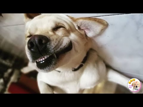 Funniest Animals | Best Of The 2022 Funny Animal Videos | Cutest Animals Ever