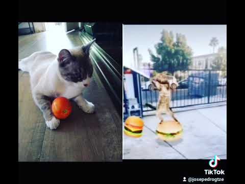 funny cats#gatos chiatosos#parati#foryou#viral#comedy