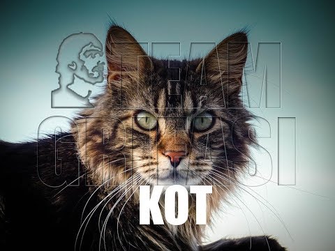 23-PL Artur, 18. cykl, protokół nr 1: KOT - Halina Potocka CG Academy