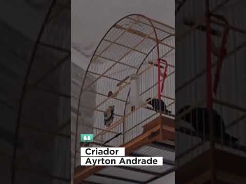 Azulão canto Paraná céu Azul