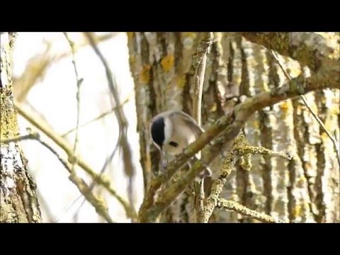 Sýkorka močiarna — explozívne „pitchú!