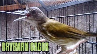 Download lagu Bayeman gacor nembak ngetril ! Efektif jadikan pancingan-masteran mp3