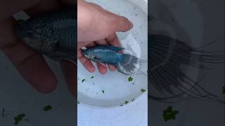 Download lagu Mirip Ikan Cupang Tapi Ini Bukanlah Ikan Cupang! mp3