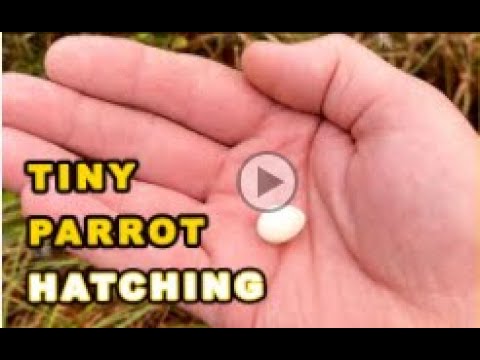 The Smallest Parrot you have ever seen | Tiny egg rescue| Parrots and Pets