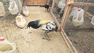 Download lagu Pure Chiang Mai Black feet qaib pama.  mp3