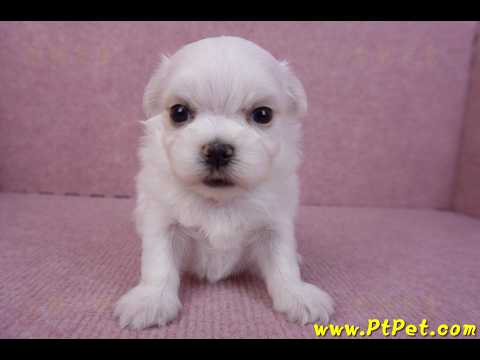 11/20馬爾濟斯公幼犬2號(屏東市)