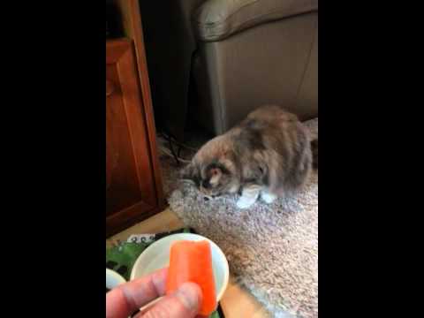 Do cats like carrots?