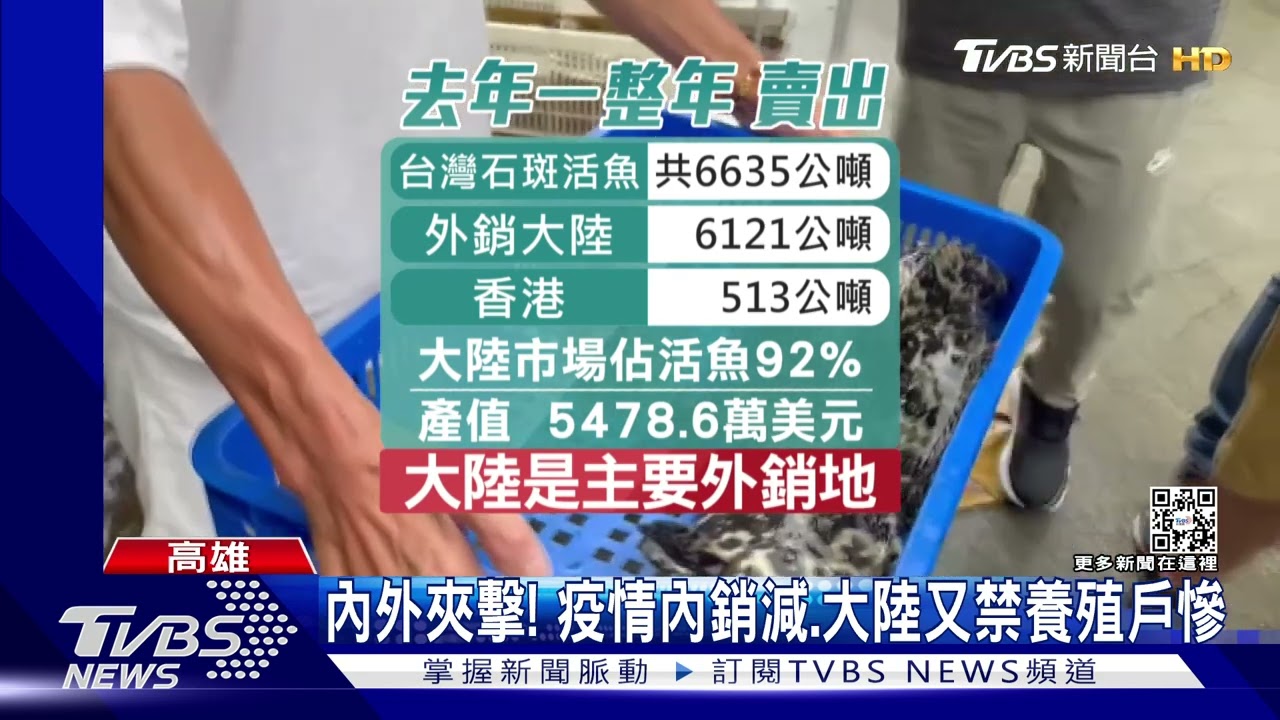 陸禁輸入! 永安石斑養殖戶盼「政府有對策」