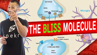 The Runner’s High, The Bliss Molecule & How CBD Works as an Anti-Depressant and Anti-Anxiety