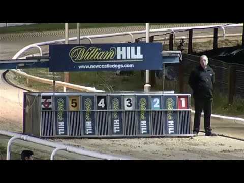 2017 WILLIAM HILL NORTHERN PUPPY DERBY - HEAT 4 - T4 CUBA