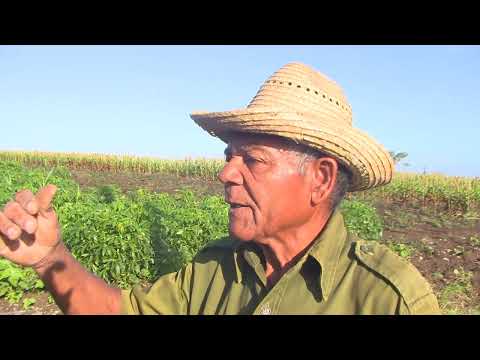 Fomentan estrategias de desarrollo agrícola ante el impacto actual de Bloqueo contra Cuba