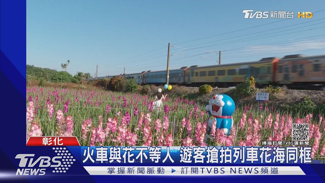 火車與花不等人 遊客搶拍列車花海同框