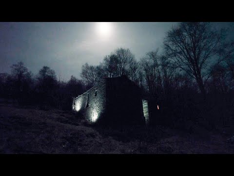 #18 Wolf on the property