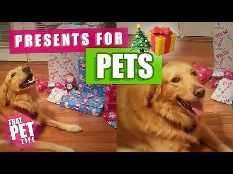 Dogs Opening Christmas Presents | Funny Dog Compilation