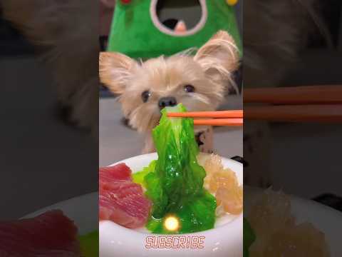 "Wait... is that puppy about to eat sashimi?! 🐶🍣 Watch till the end – it's too cute to handle