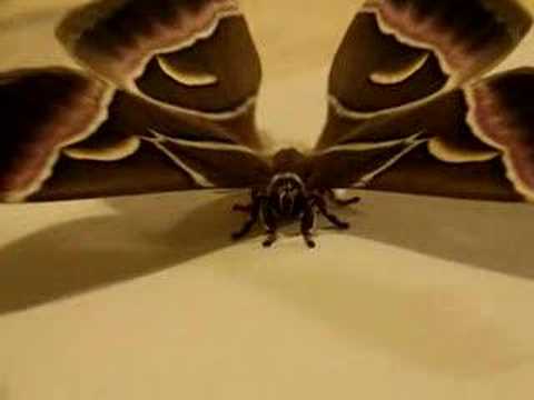 Eri silkmoth (Samia cynthia)