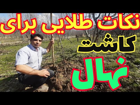 حتی اگر یک نهال می کارید این نکات و اصول را رعایت کنید _ اصول مهم برای کاشت نهال