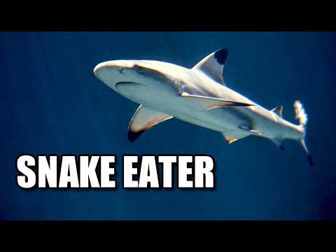 Blacktip Reef Shark Facts: a SNAKE-EATING Shark 🦈 Animal Fact Files