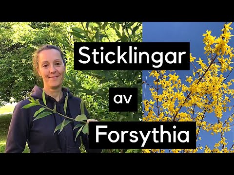 Sticklingar av forsythia - så gör du