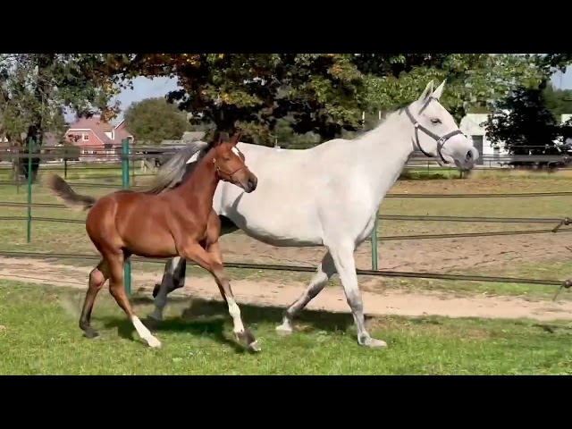 The full-sister Emma LN from this frozen embryo. (