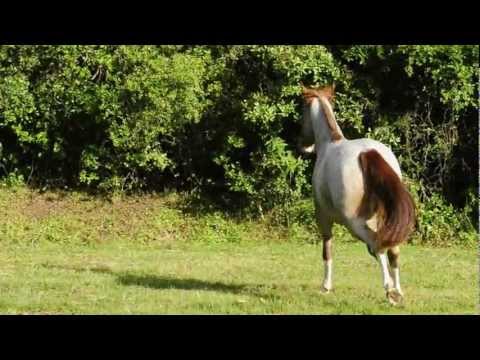 Cabanha Guanabara - RP 104 Manãnera