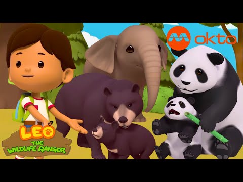 PANDA, bear... These ANIMALS are so BIG yet so ADORABLE! | Leo Compilation | @mediacorpokto