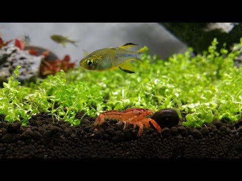 Dúhovka celebeská (Marosatherina ladigesi) — species profil, akvárium a starostlivosť