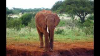 preview picture of video 'Tsavo National Park   Kenia'