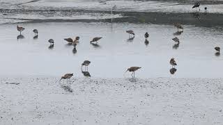 季新友善水鳥魚塭-黑尾鷸覓食