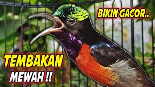 Download lagu PANCINGAN KONIN GACOR FULL ISIAN ROLL TEMBAK MEWAH !! MASTERAN KOLIBRI NINJA BAHAN AGAR CEPAT EMOSI mp3 Download lagu PANCINGAN KONIN GACOR FULL ISIAN ROLL TEMBAK MEWAH !! MASTERAN KOLIBRI NINJA BAHAN AGAR CEPAT EMOSI mp3