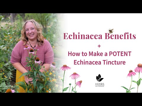 Echinacea Benefits + How to Make Echinacea Tincture | Herbs for Immune System