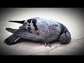 इस कबूतर की आखिरी 48 घंटे की कहानी ️ AnimalRescu