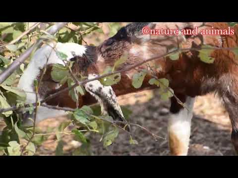 wonderful planet earth: beautiful animals enjyoy in nature- music for relaxation #natureandanimals