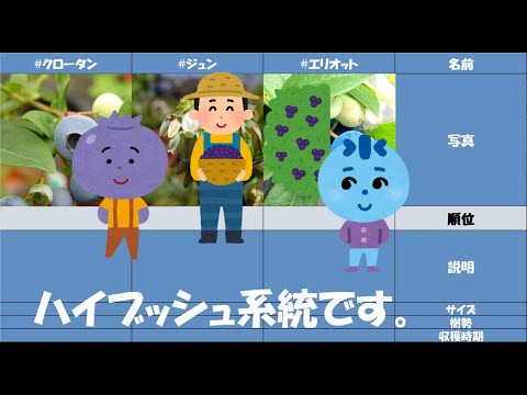 園芸 アメリカンブルーベリー、ハイブッシュコーンフラワー、コリンベル、ジャイアントブルーベリー