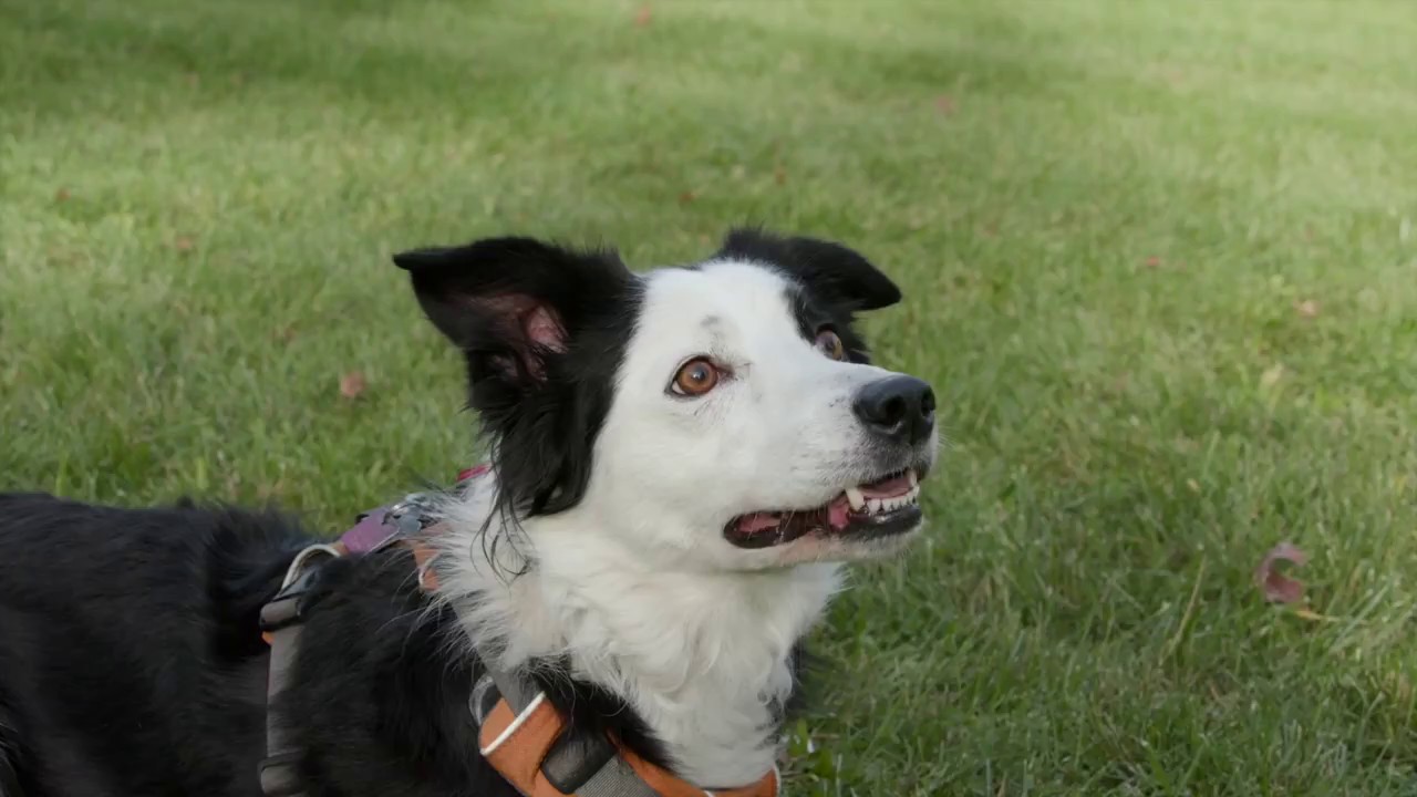 Harmony Dog Training - About Us